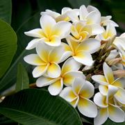 fiore plumeria