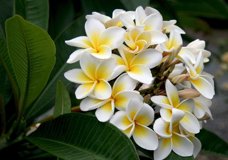 fiore plumeria