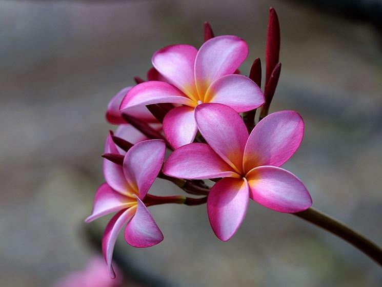 pianta plumeria