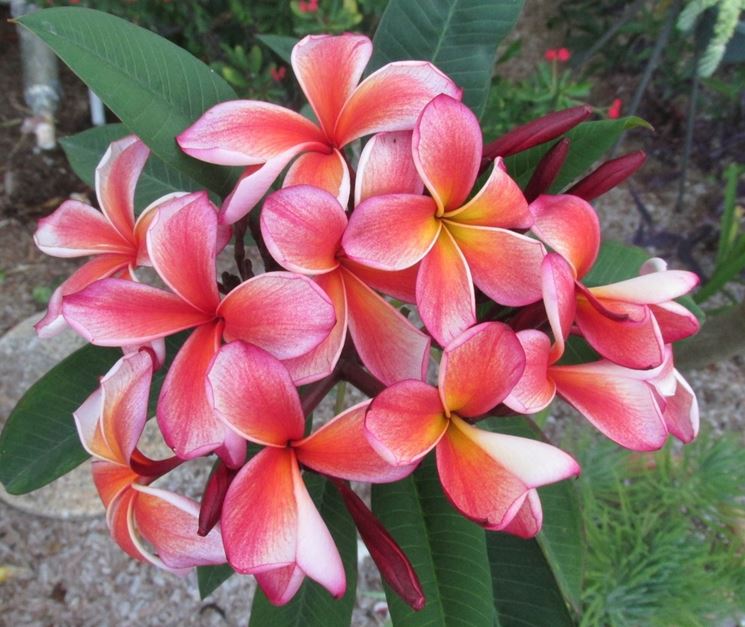 fiore plumeria