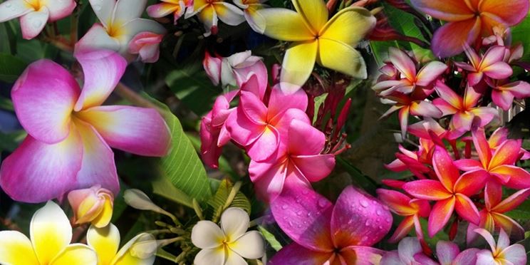 Fiori plumeria