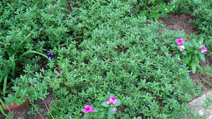 Portulaca struttura e foglie