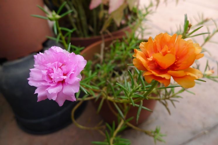 Portulaca in vaso