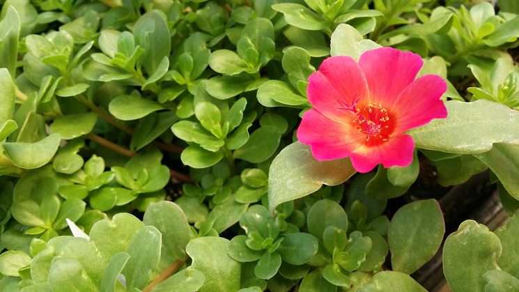 Fiore di portulaca