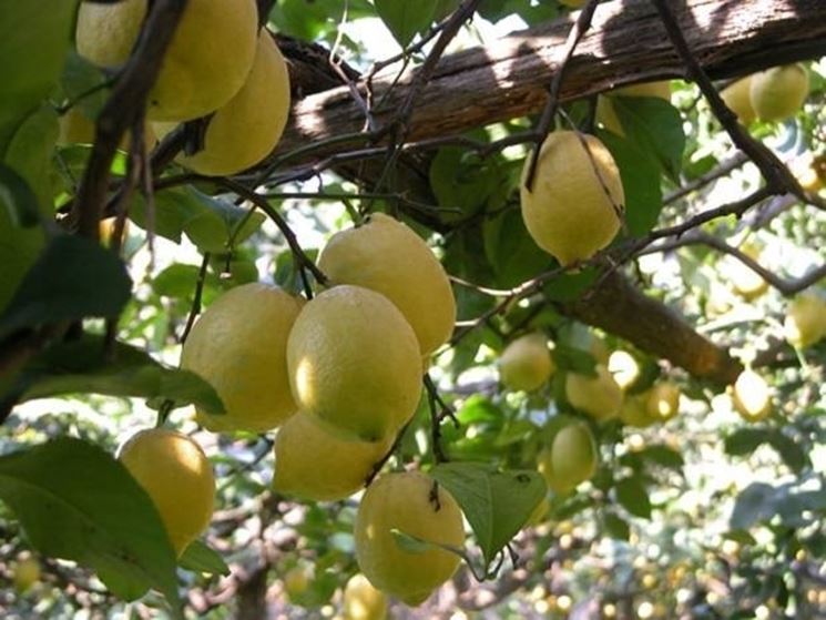 Un limone con molti frutti