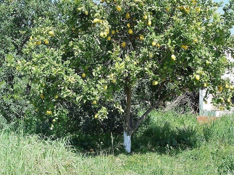 Una pianta di limone vecchia da potare