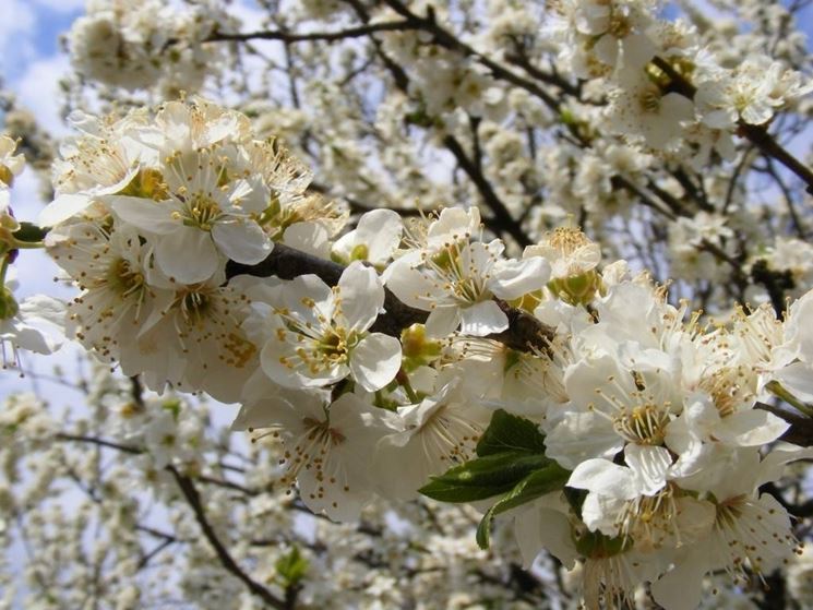 Prunus cerasifera variet a fiori bianchi