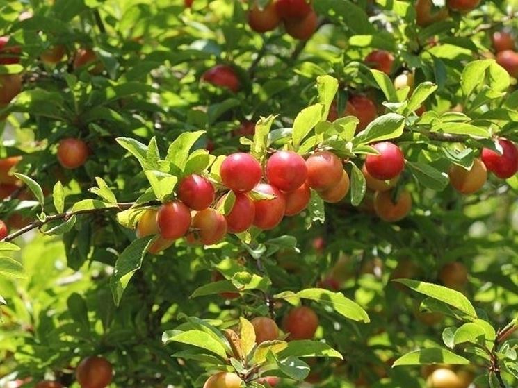 Frutti di Prunus cerasifera