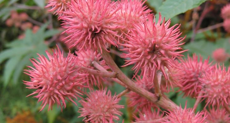 Ricinus communis carmencita pink