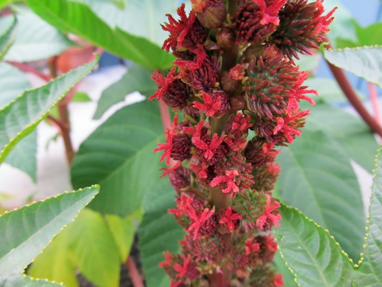 fiori ricino