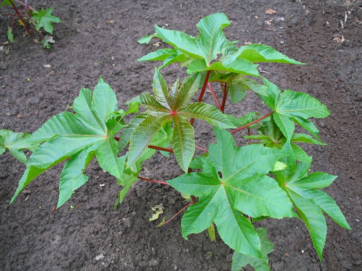 ricinus communis zanzibariensis