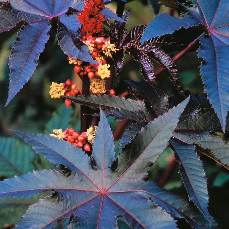 Ricinus communis impala