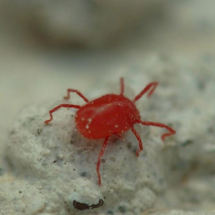 parassita ragnetto rosso