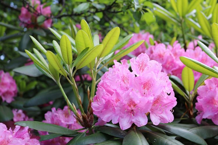 Rododendro in fiore