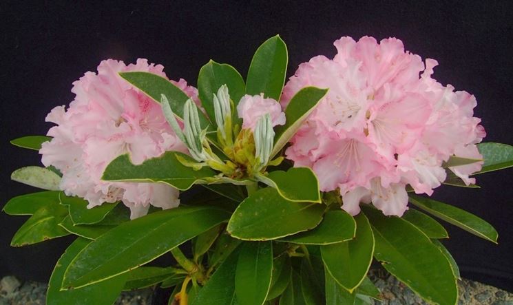 Rododendro fiori