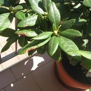 rododendro in vaso