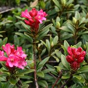 rododendro pianta