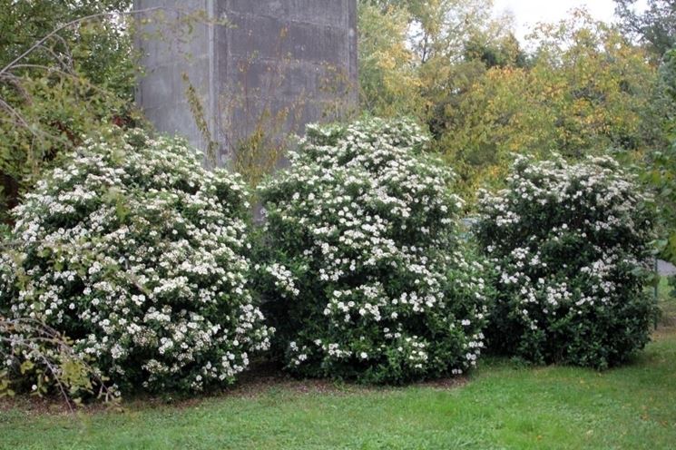 Viburnum Tinus