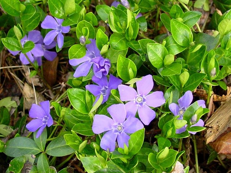 Pervinca