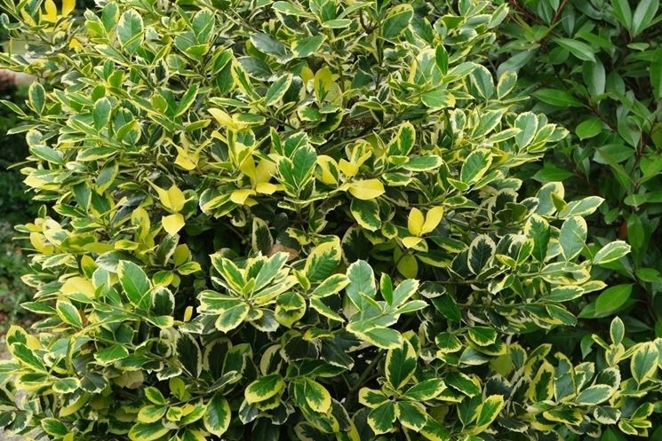 Ilex altaclerensis