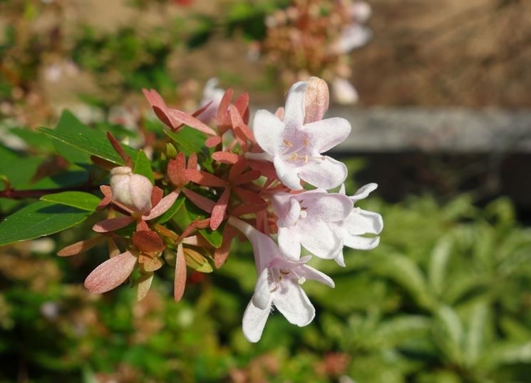 Abelia grandiflora