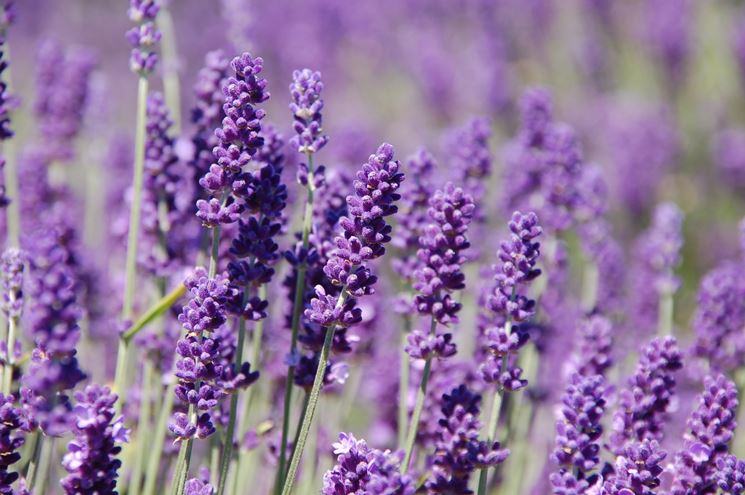 lavanda