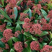 Skimmia pianta