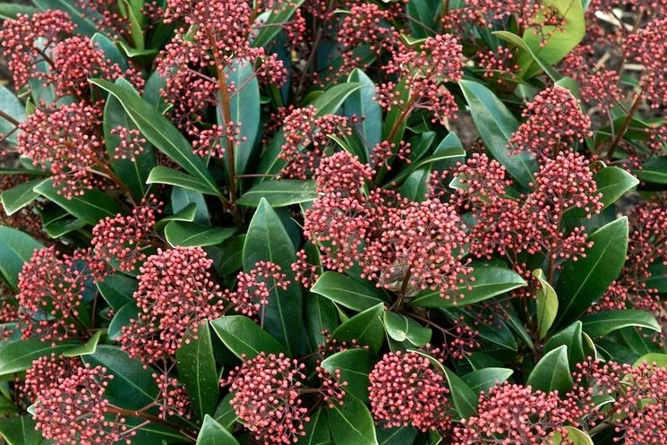 Skimmia pianta