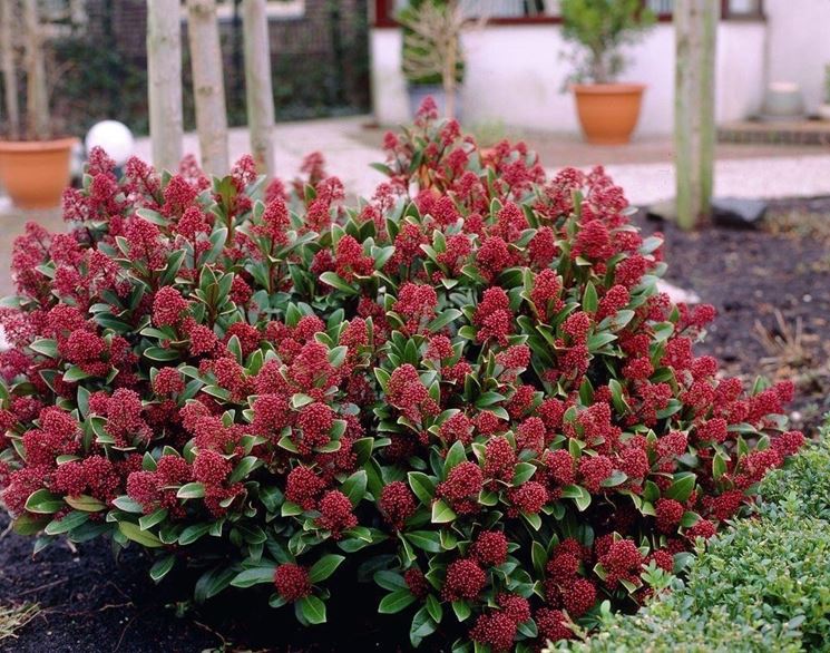 Skimmia cespuglio