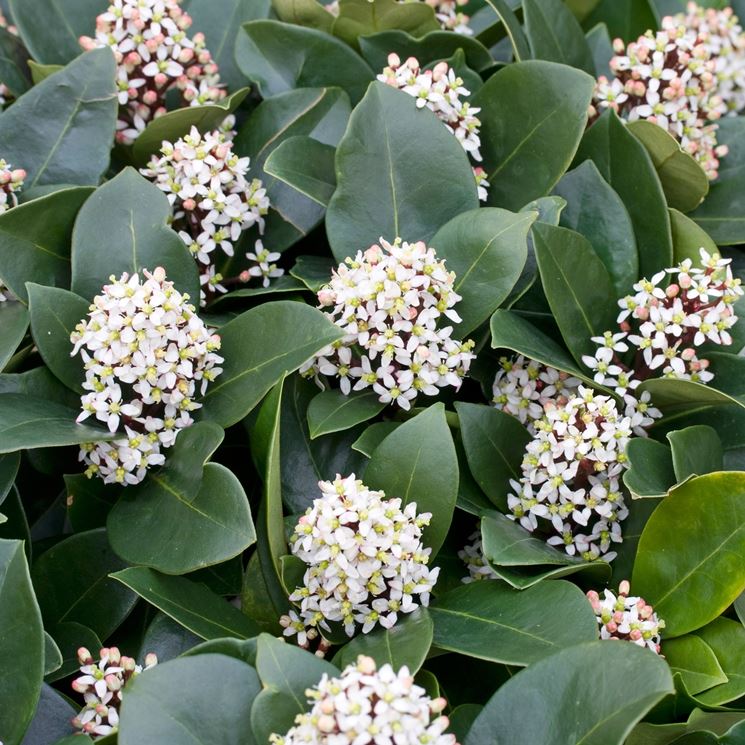 skimmia fiorita