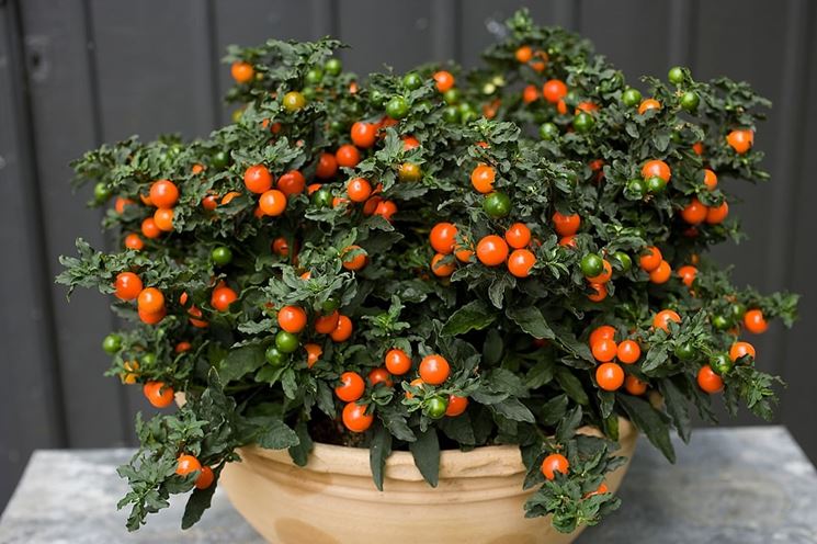 Solanum bacche