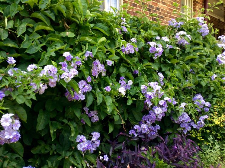 Solanum wendlandii