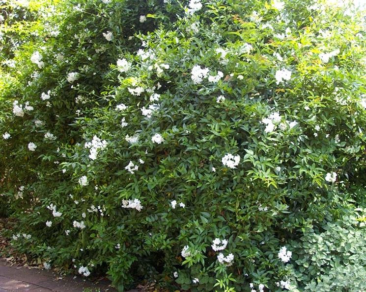 Solanum jasminoides