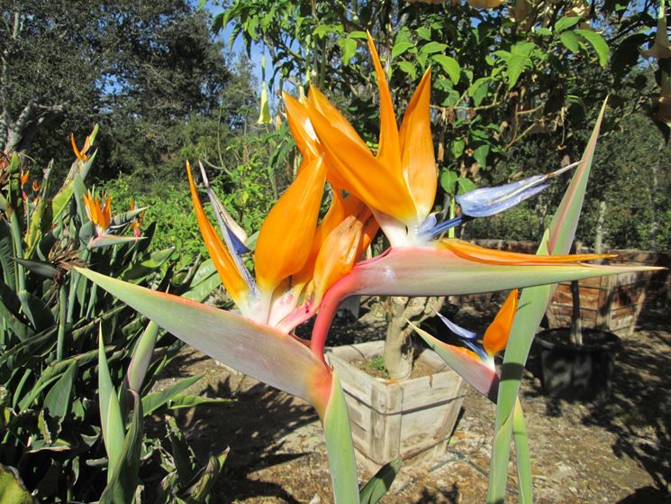 Particolare fiore strelitzia