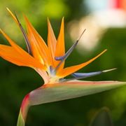 Fiore di strelitzia