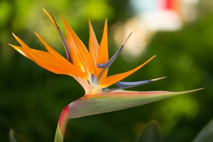 Fiore di strelitzia