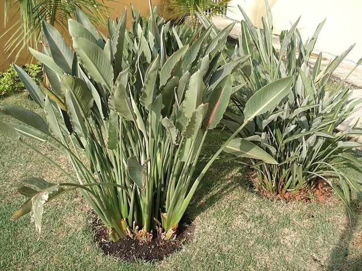 Strelitzia non ancora fiorita