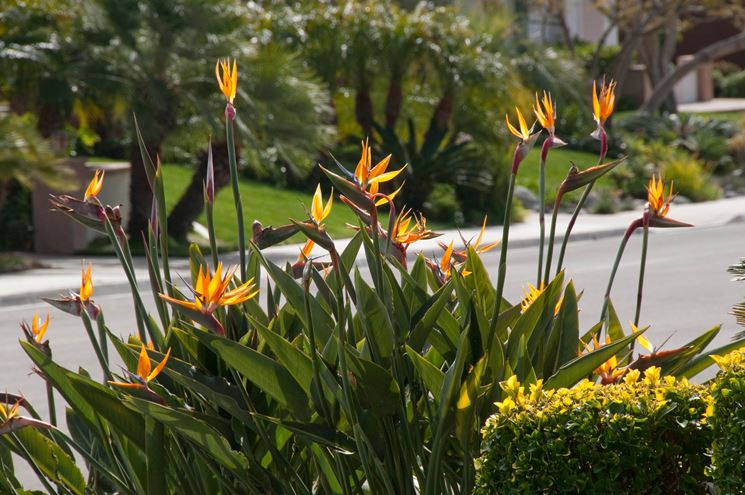 Fiori di strelitzia