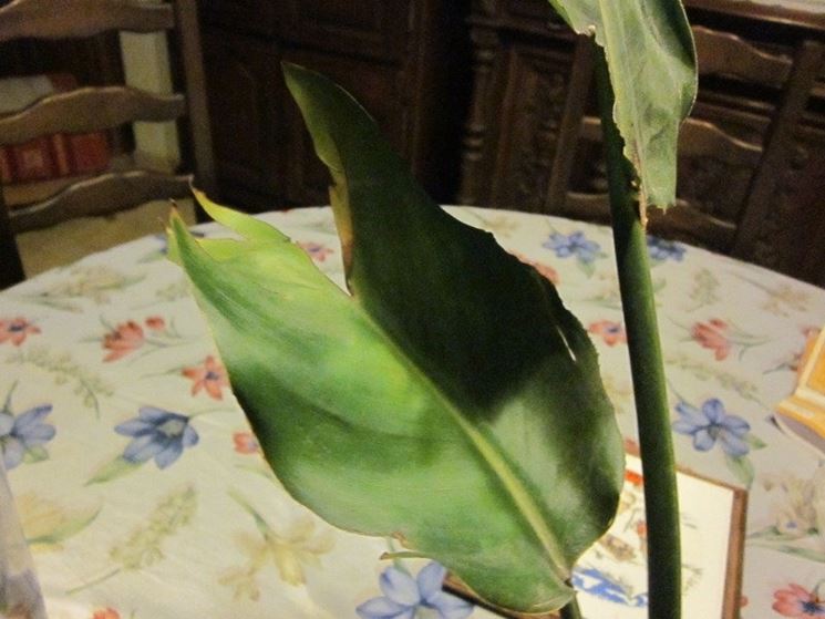Foglia di strelitzia malata
