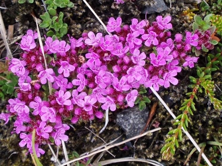 Thymus praecox