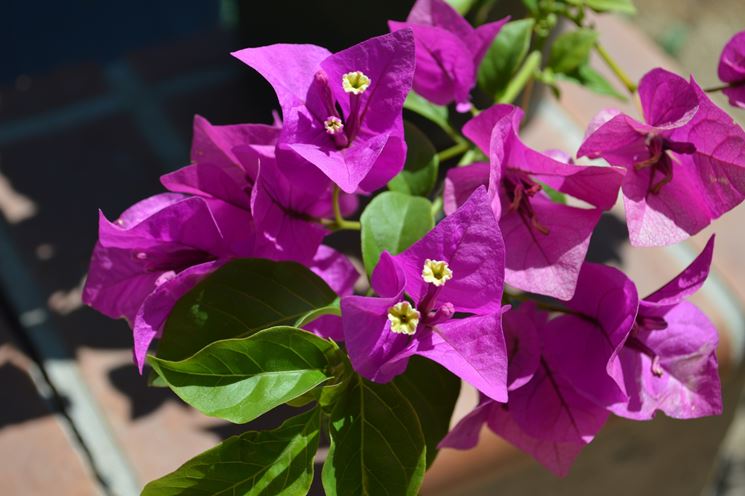 Bouganvillea 