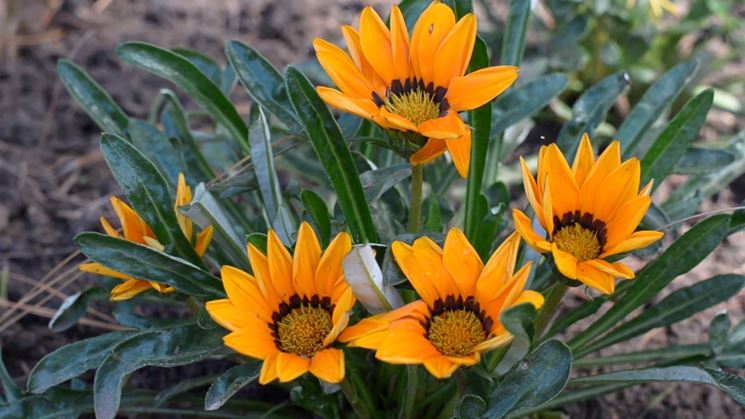 gazania