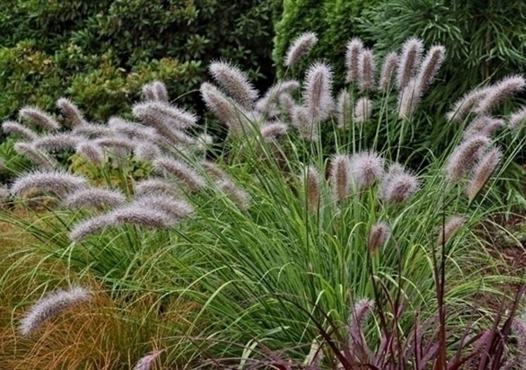 pennisetum