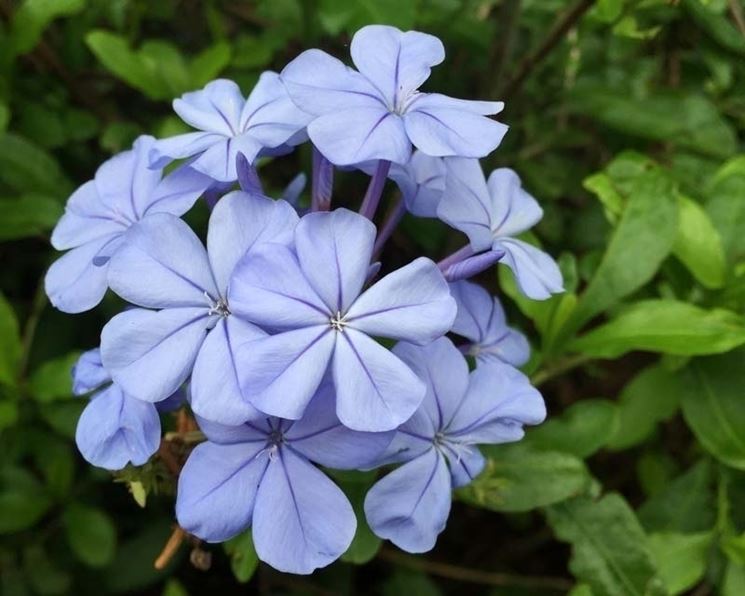 plumbago