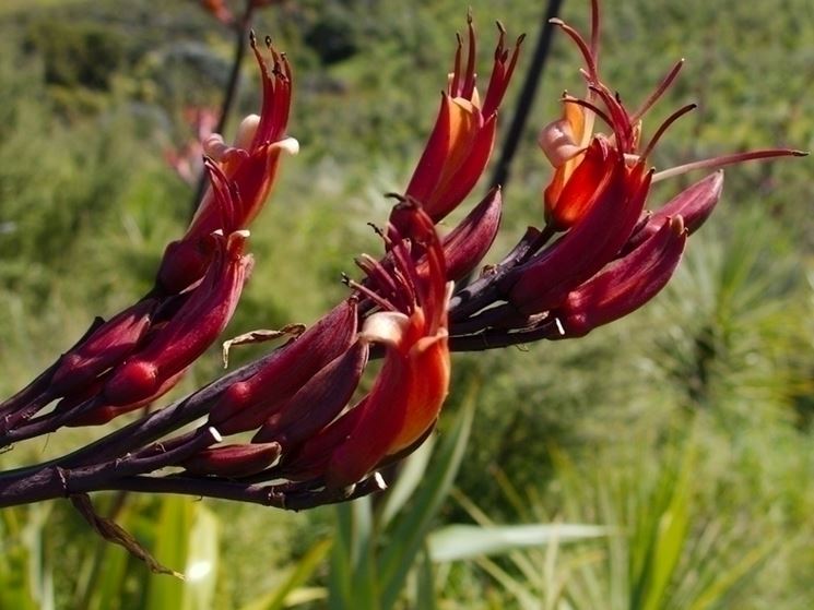 phormium