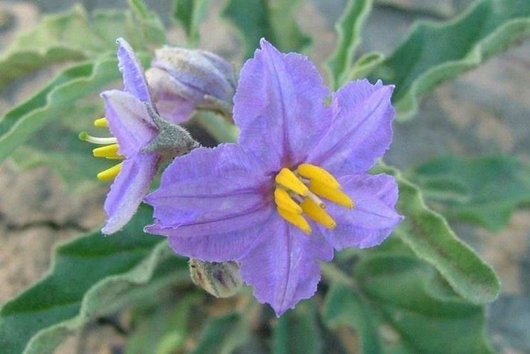 solanum