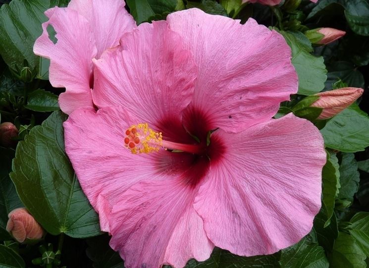 hibiscus