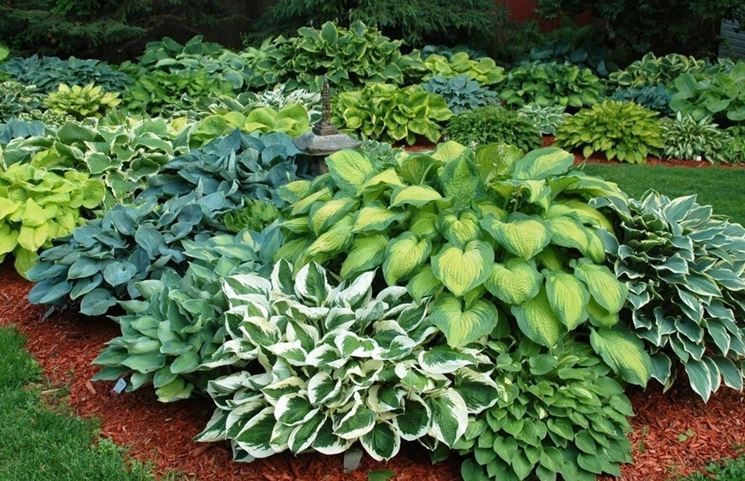 hosta