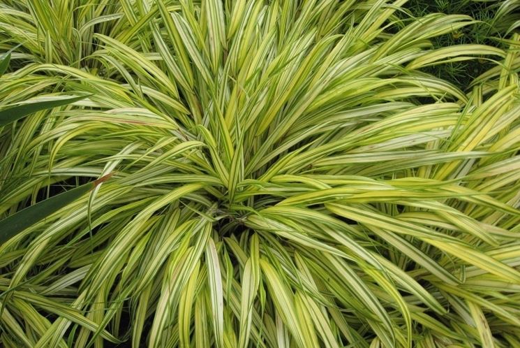 Hakonechloa macra