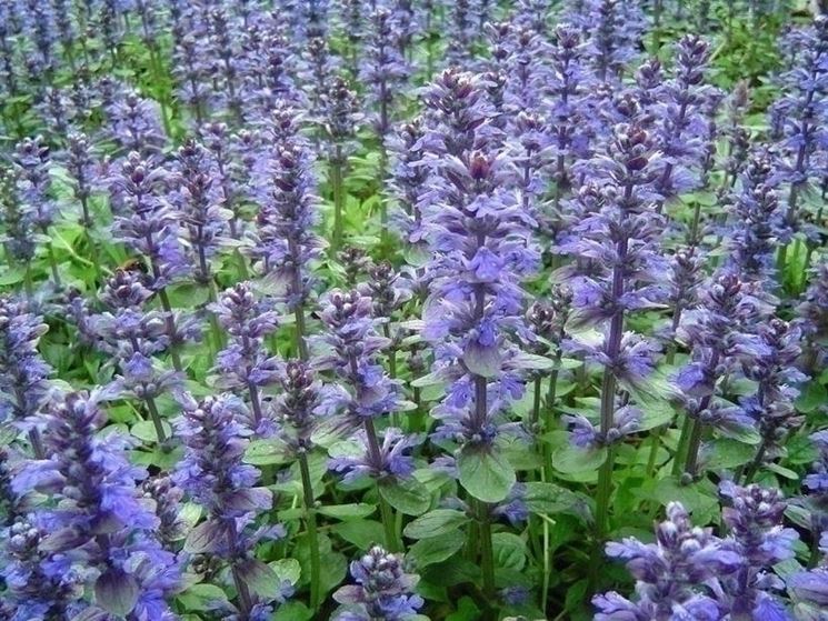 AJUGA REPTANS